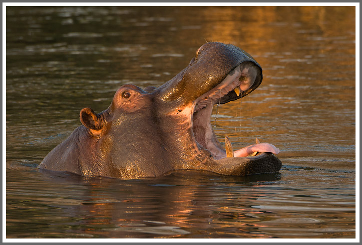 Gähnendes Flußpferd