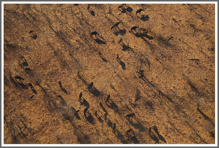 Blick vom Helikopter auf eine Kaffernbüffelherde