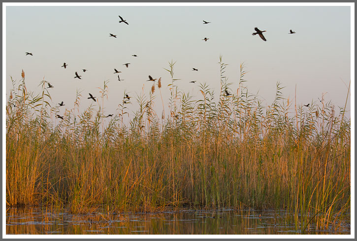 Kormorane suchen Schlafplatz