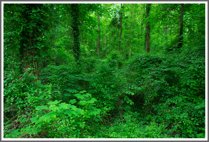 Am Lingenfelder Altrhein