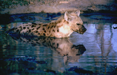  Tüpfelhyäne bei  abendlicher Abkühlung