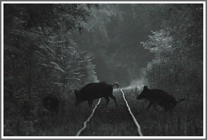 Der Wald von Gemence in Ungarn