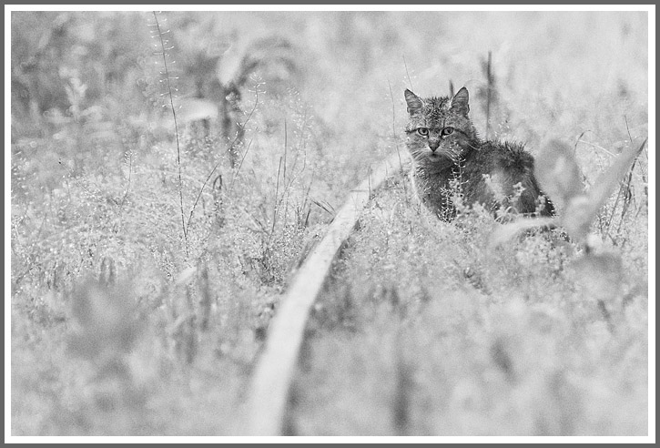 Begegnung mit einer Wildkatze