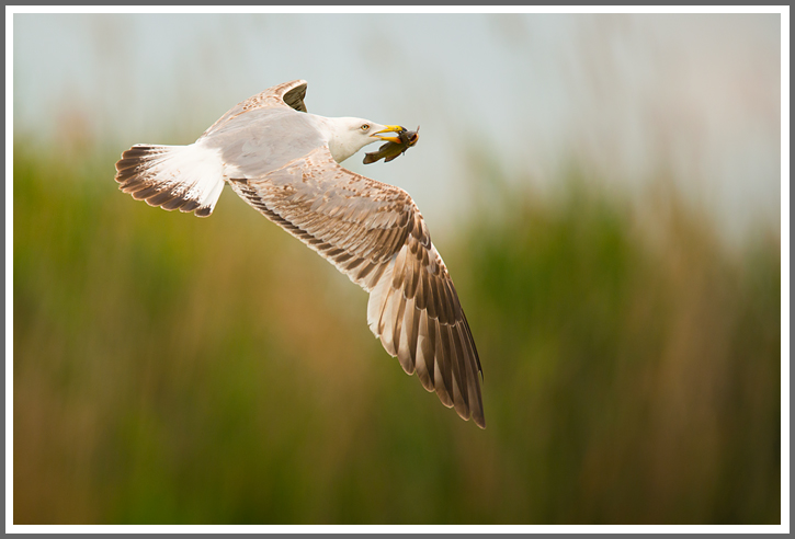 Juvenile Steppenmöwe