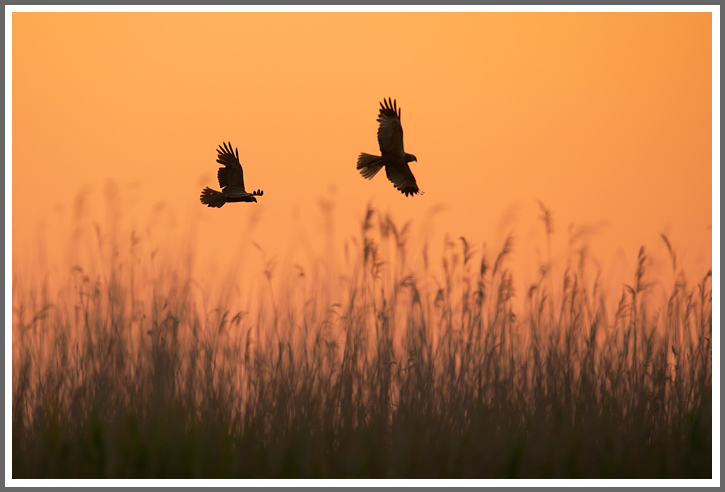 Abendflug der Rohrweihen