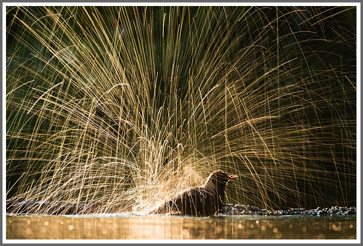 Ein Titelfoto für GalerieAm Rhein, Donau und Tisza 2015