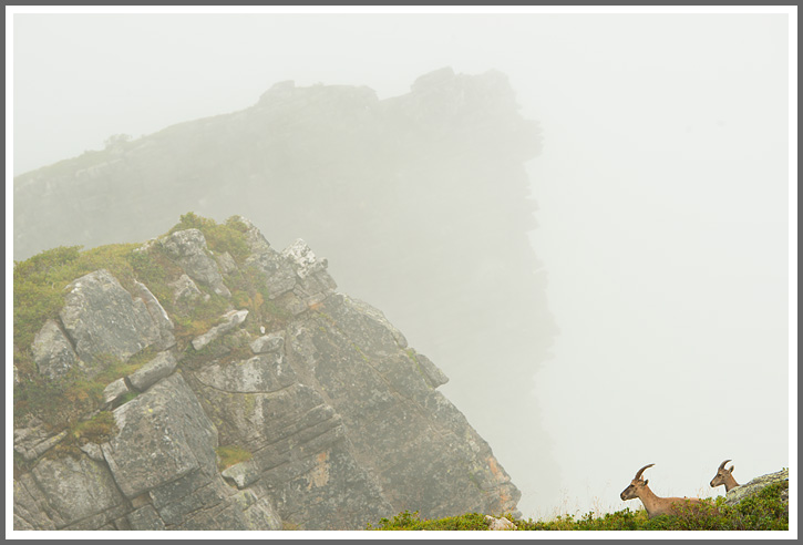 Vier Hörner im Nebel