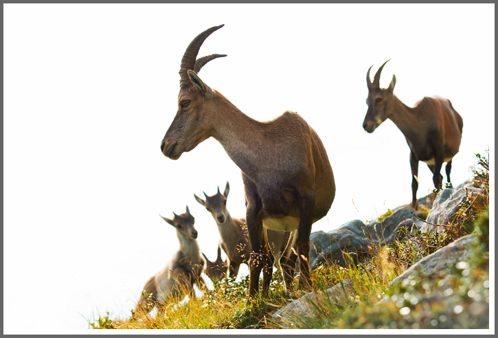 Steingeißen und Kitze