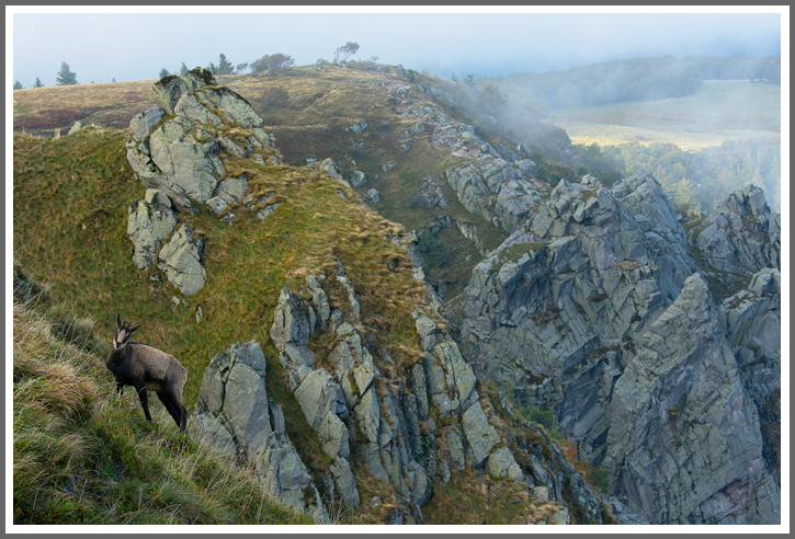 Gams im Gebiet des Hohneck