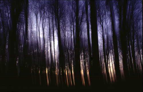 Mischwald bei Sonnenuntergang