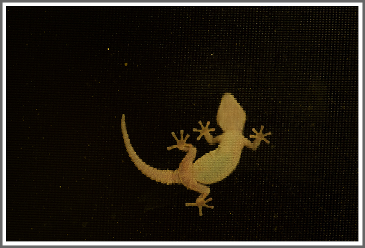 Gecko