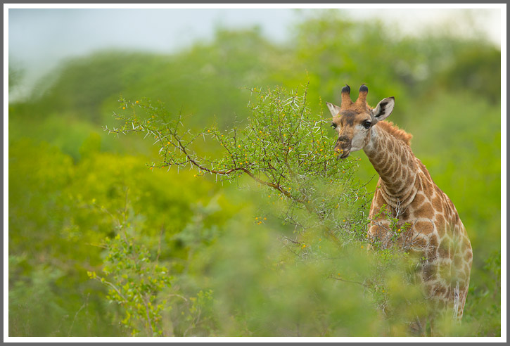 Beginn der Akazienblüte