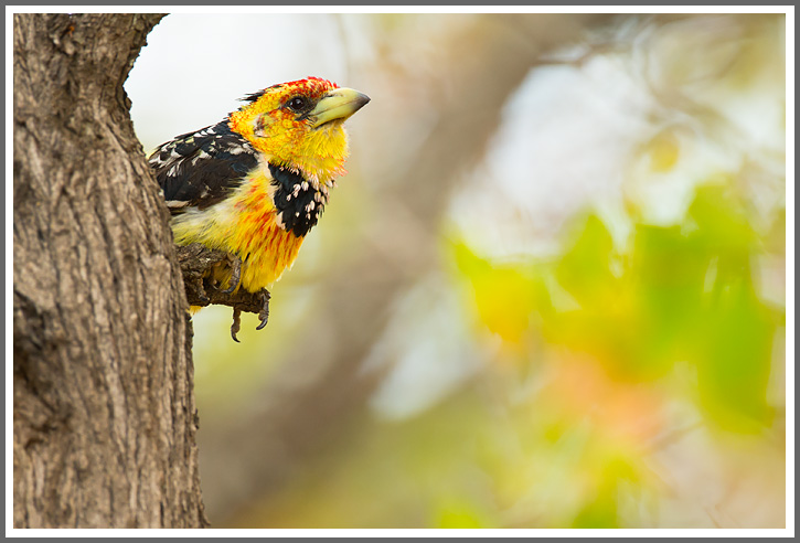 Ein Titelfoto für GalerieAktuell: Kruger NP  Südafrika 2015