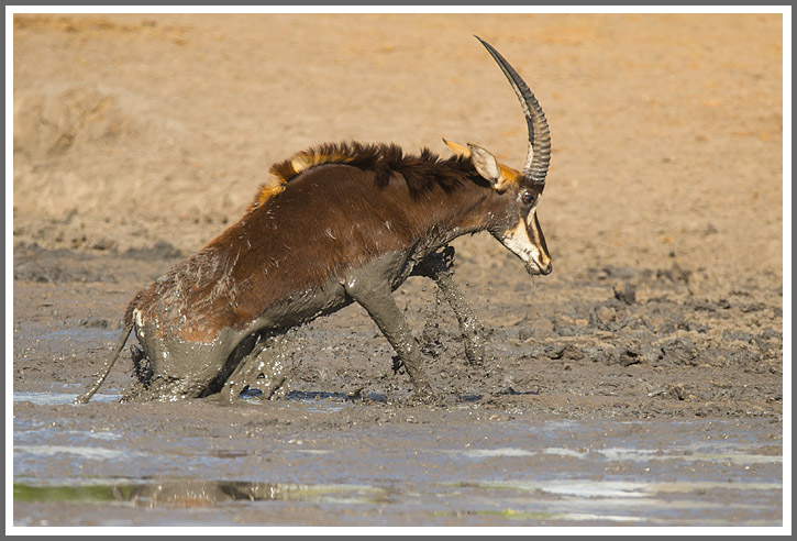 Wasserstellen trocknen aus