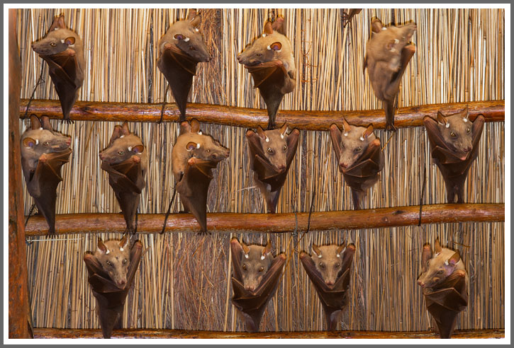 Wahlberg´s Epaulettenflughunde