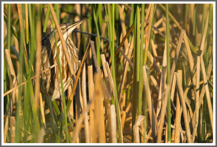 Amerikanische Rohrdommel