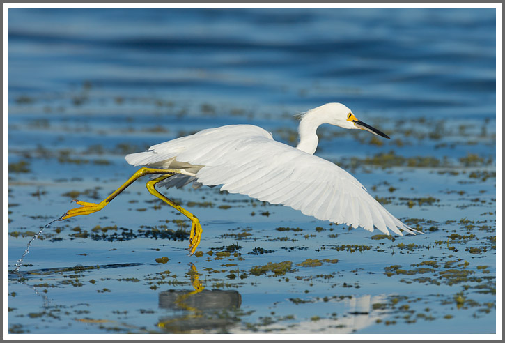 Schmuckreiher bei der Jagd 1