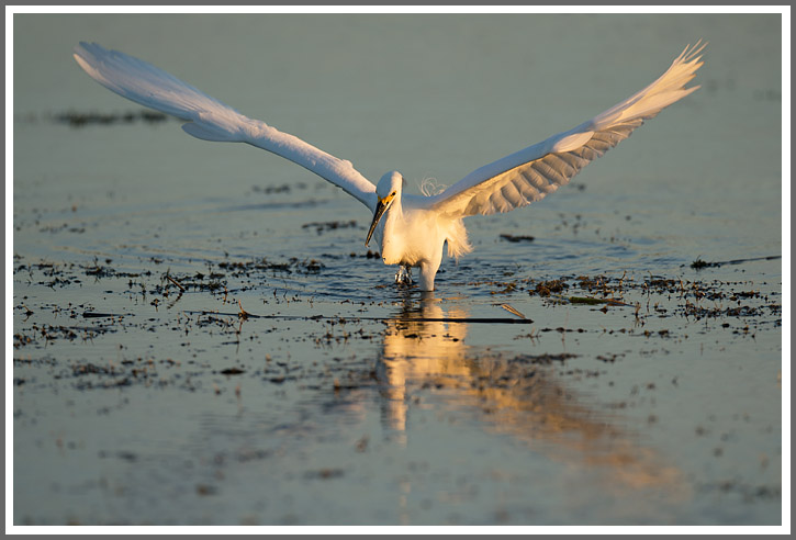 Schmuckreiher bei der Jagd 2