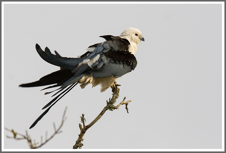 Schwalbenweih bei der Gefiederpflege