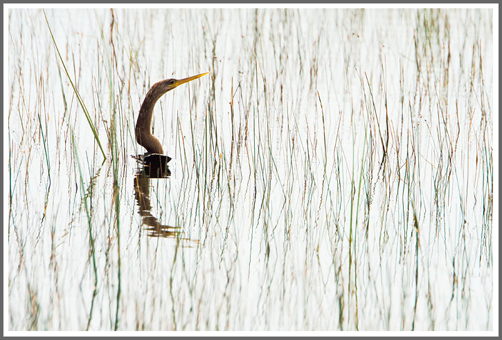Schlangenhalsvogel taucht auf