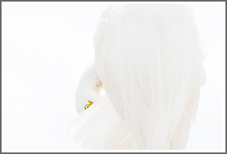 Silberreiher putzt sich