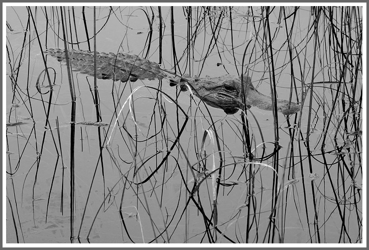 Alligator in Makramee