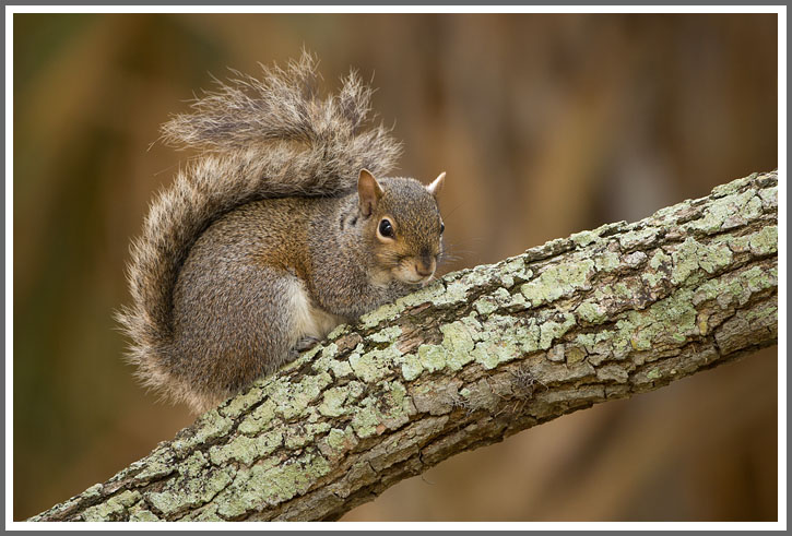 Zaungast beim Frühstück