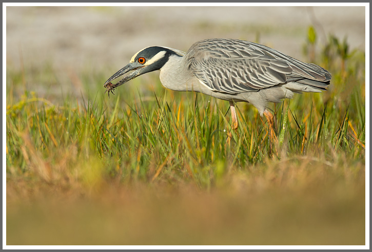 Krabbenreiher mit Krabbe