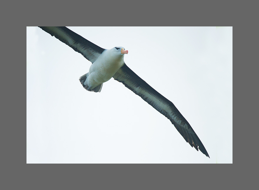 Schwarzbrauenalbatross