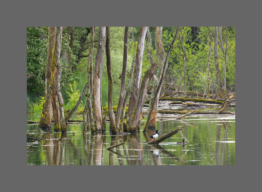 Auwaldreste des Rheins