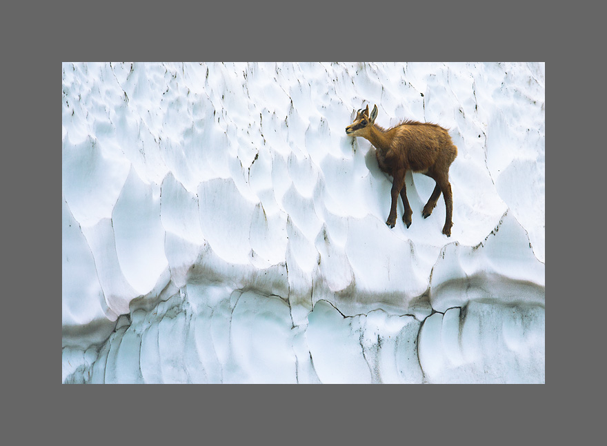 Ein Titelfoto für GalerieAktuell: Von Helgoland ins Berner Oberland 2016