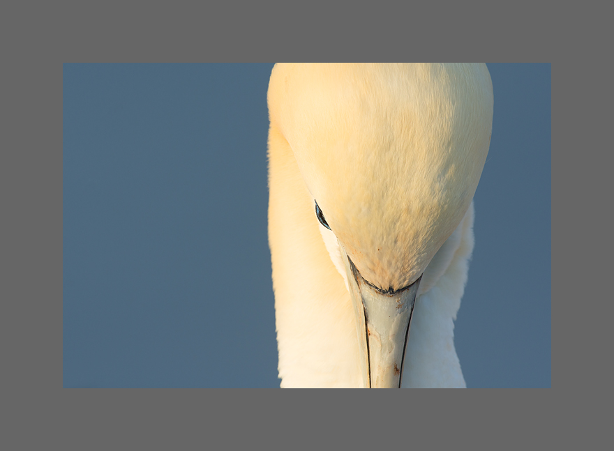 Basstölpelportrait II