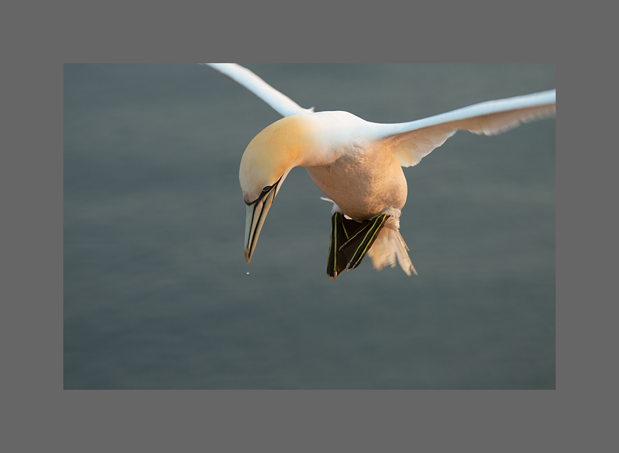 Basstölpelportrait III