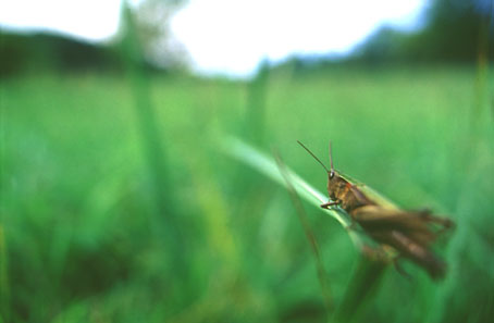 Grünliche Feldheuschrecke