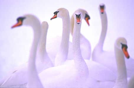 Höckerschwäne im Winter (Isarauen)
