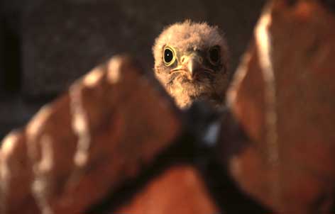 Ein Titelfoto für GalerieSpiekeroog 2003