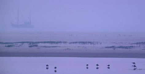 Morgennebel an der Legde