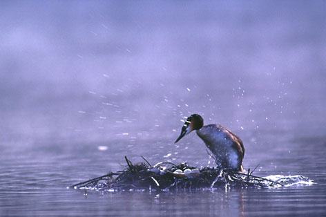 Haubentaucher am Nest