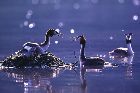 Haubentaucher verteidigt  Nest II