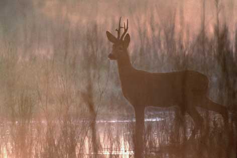 Rehbock in überschwemmter Auenlandschaft (Gemenc/Ungarn)