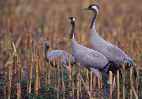 Kranichfamilie (von re.: Vater,Mutter,Kind)
