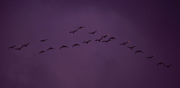 Ein Titelfoto für GalerieKranichrast in Mecklenburg 2003