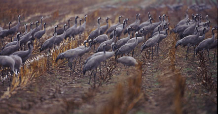 Kraniche an der Ablenkfütterung