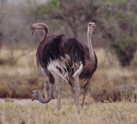 Entdeckung einer neuen Spezies