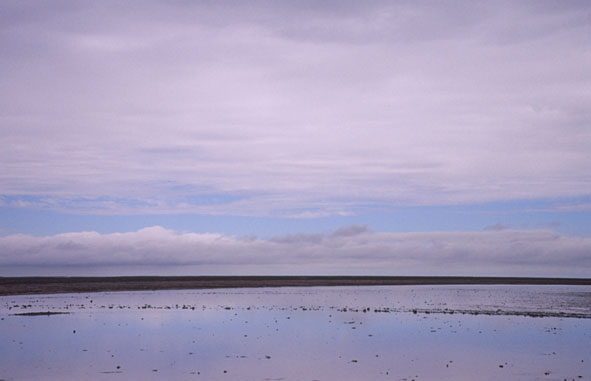 Etosha nach dem großen Regen