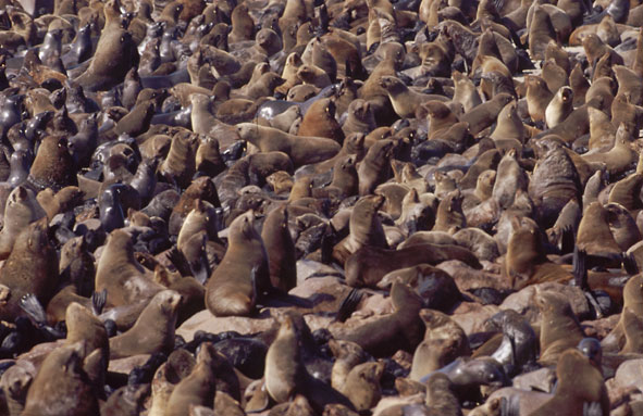 Seebärenkolonie Cape Cross