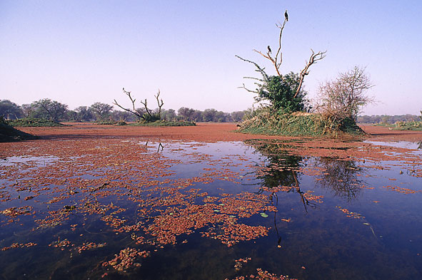 Typische Landschaft in Keoladeo