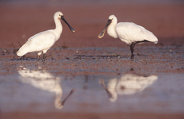 Ein Titelfoto für GalerieIndien 2004