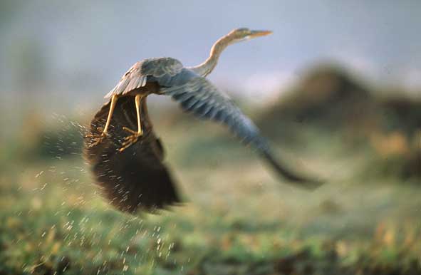 Purpurreiher auf der Flucht