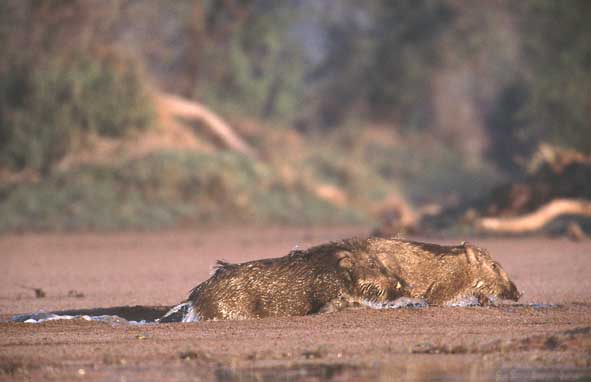 Wild (schwein) wechsel